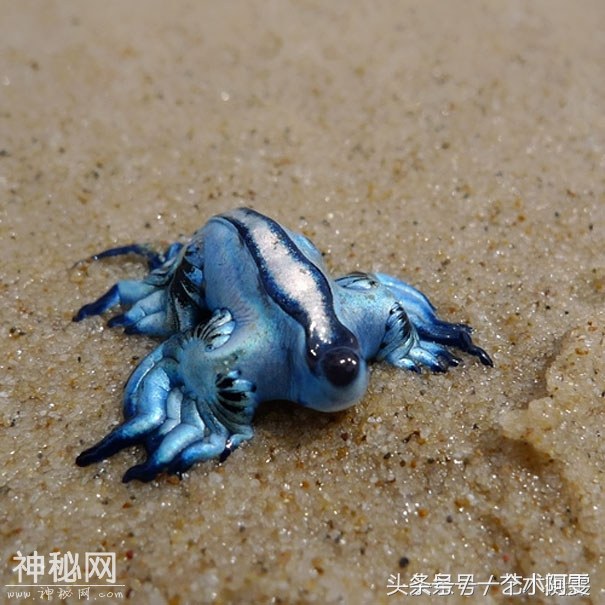堪比神兽的地球罕见生物-7.jpg
