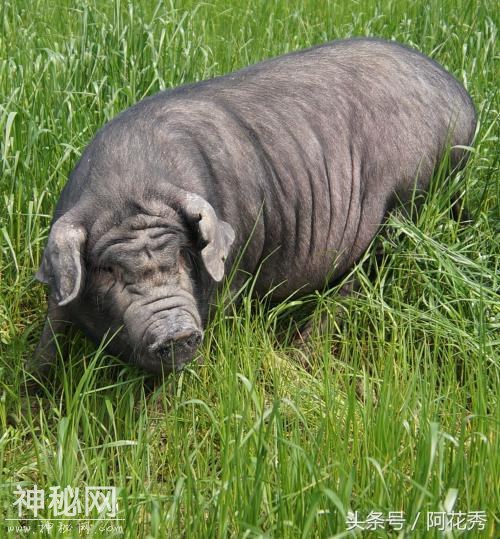平均每十秒灭绝一种动物，未来十年中国还要吃掉哪些濒危动物？-7.jpg