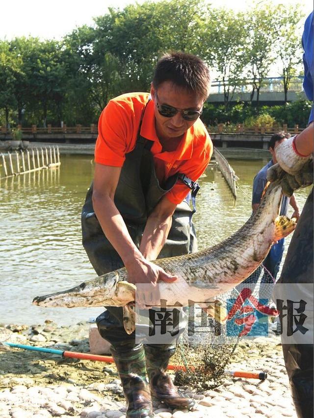 “扒一扒”2017年广西的奇闻怪事趣事（下）-1.jpg