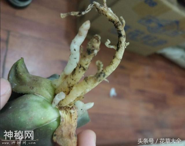 买新多肉不懂这5点，基本上难养活-2.jpg