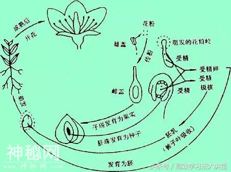 逆袭高中生物的12种记忆秘籍！-3.jpg