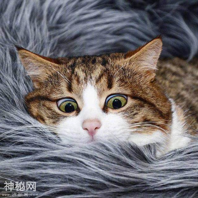 云养猫最贵一只80万？国外热捧最潮的养宠方式-13.jpg
