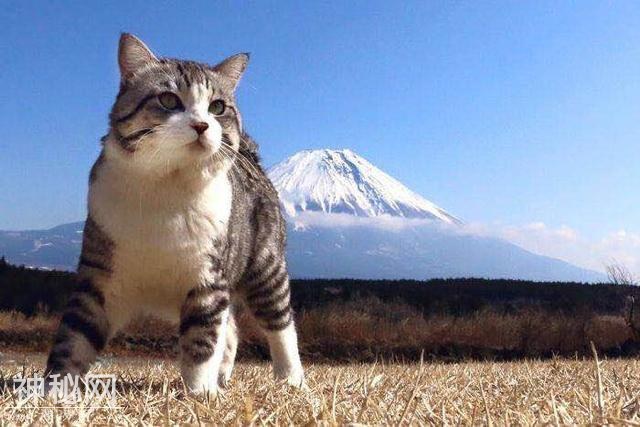 云养猫最贵一只80万？国外热捧最潮的养宠方式-3.jpg