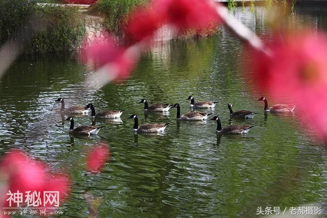旅游动物园不仅能看动物，还能欣赏花红柳绿，满园春色-4.jpg