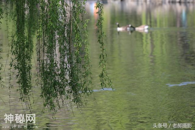 旅游动物园不仅能看动物，还能欣赏花红柳绿，满园春色-6.jpg