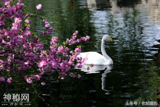 旅游动物园不仅能看动物，还能欣赏花红柳绿，满园春色-3.jpg