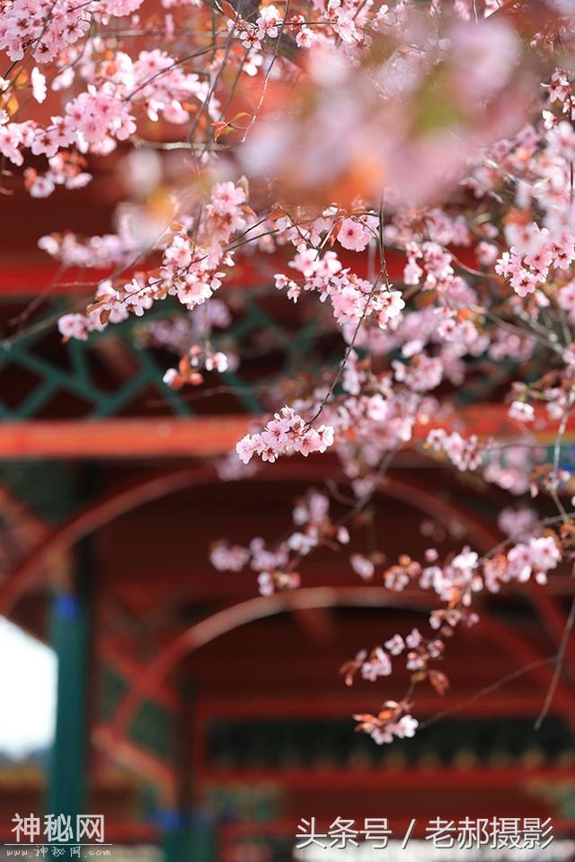 旅游动物园不仅能看动物，还能欣赏花红柳绿，满园春色-10.jpg