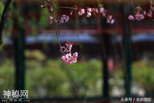旅游动物园不仅能看动物，还能欣赏花红柳绿，满园春色-11.jpg