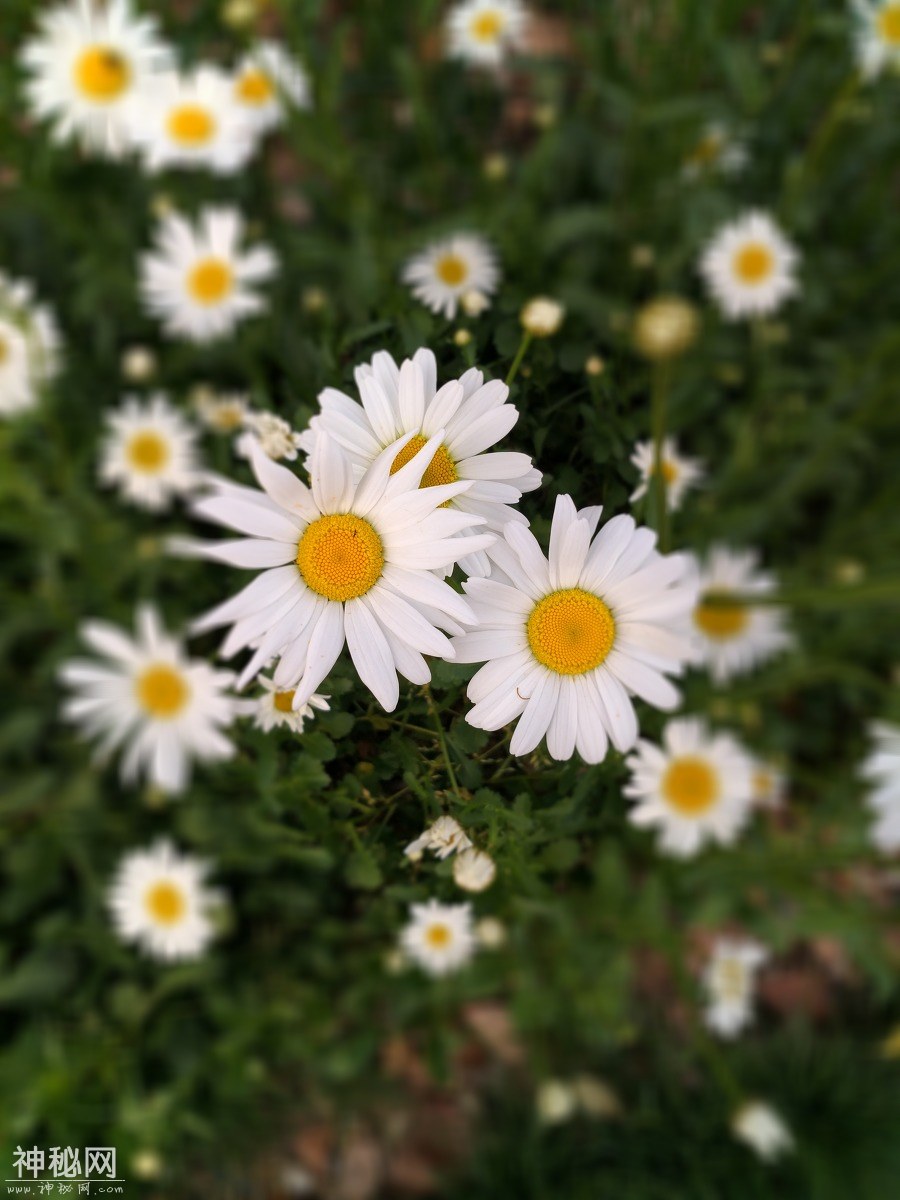 图虫人文摄影：白晶菊-3.jpg