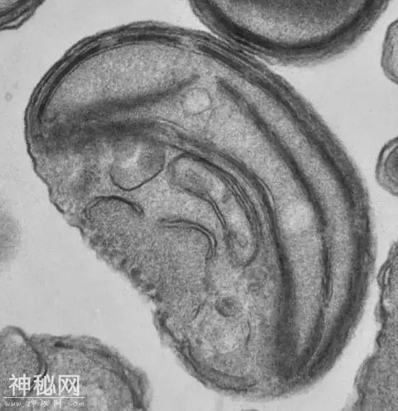 太震撼了！把宇宙138亿年历史压缩成1年：看完怀疑人生-11.jpg