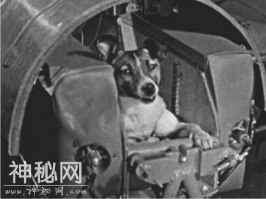 “空中生物实验室”——生物卫星-1.jpg