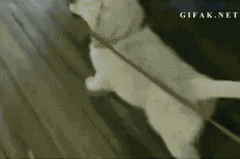 致死率 100% 的病毒，不幸中招怎么办？-2.jpg