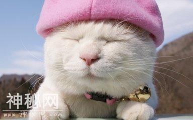 当你被自家主子啃了一口该怎么办？原来是否打疫苗看这个-1.jpg