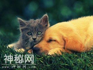 当你被自家主子啃了一口该怎么办？原来是否打疫苗看这个-3.jpg