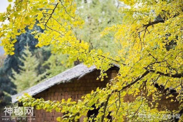 农村风水讲究多，对于农村的镇宅树你了解多少？-2.jpg