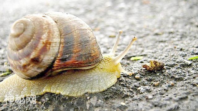 能登上金字塔的生物只有两种——你知道是什么吗？-7.jpg