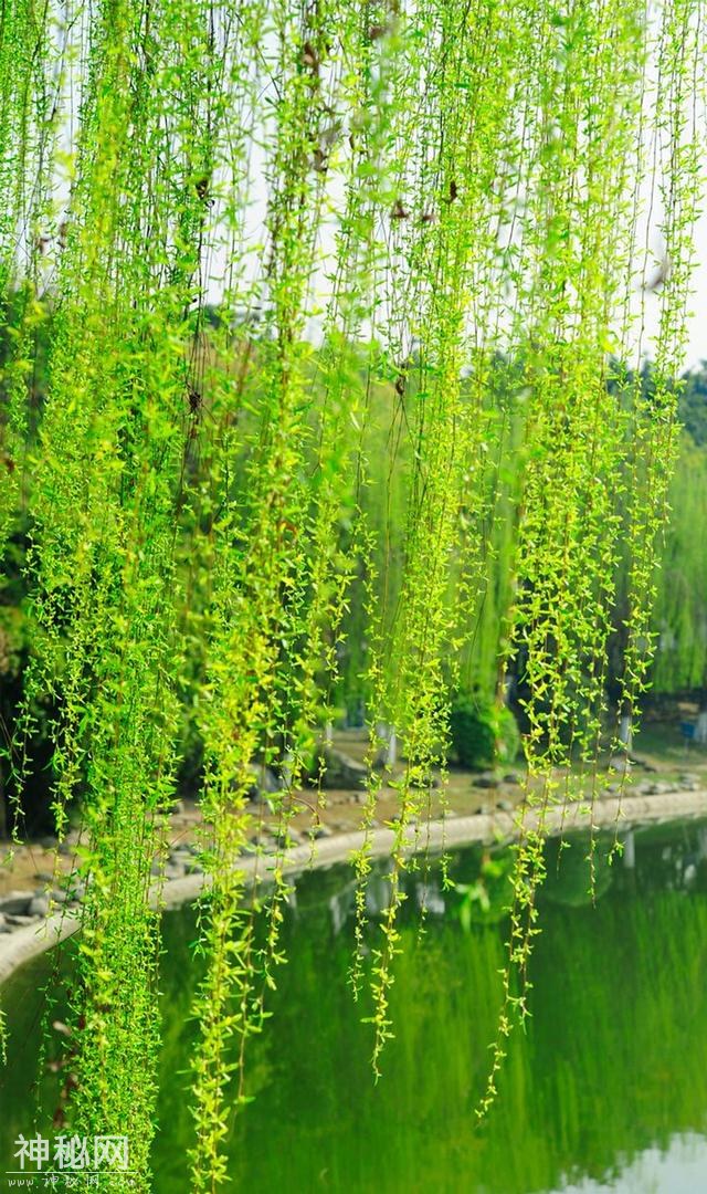 成都之美，不在于这里的春花灿烂，而在于丰富多彩的人文景观-55.jpg