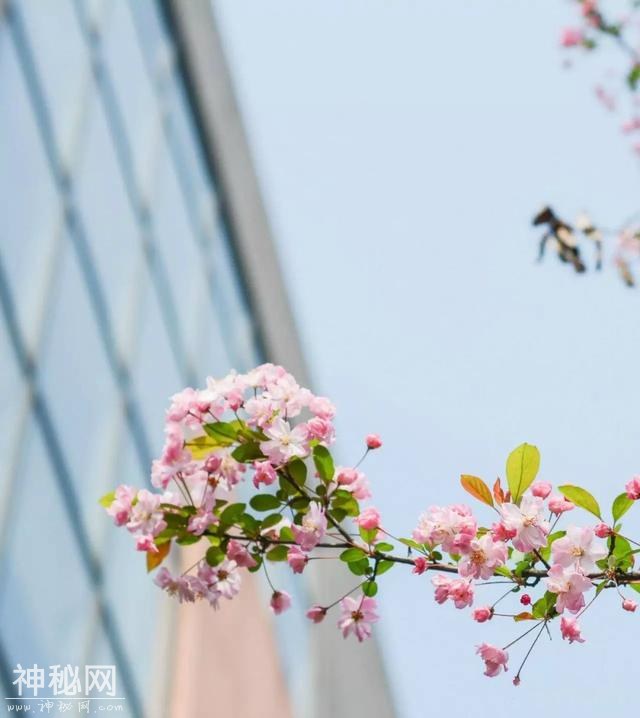 成都之美，不在于这里的春花灿烂，而在于丰富多彩的人文景观-60.jpg