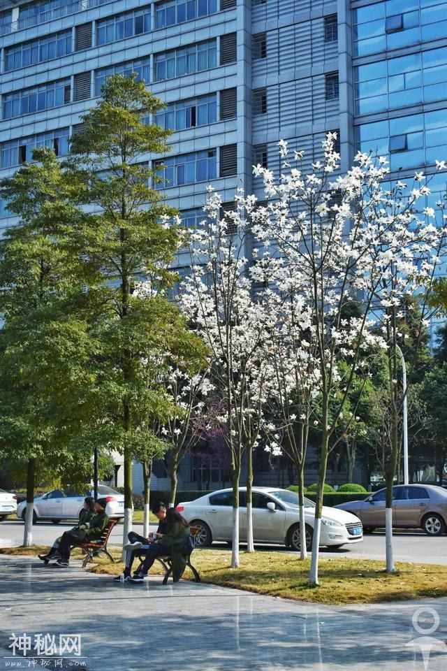 成都之美，不在于这里的春花灿烂，而在于丰富多彩的人文景观-61.jpg