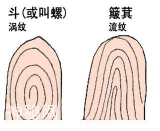 人手指头上的斗和簸箕代表什么？-1.jpg
