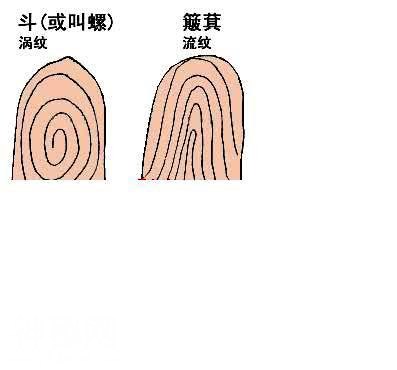 人手指头上的斗和簸箕代表什么？-5.jpg
