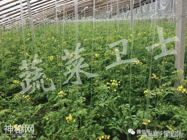 番茄满棚“黄化”，“缺素”还是“病毒”，分子检测大揭秘！-4.jpg