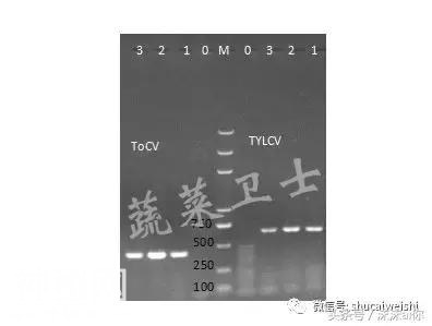 番茄满棚“黄化”，“缺素”还是“病毒”，分子检测大揭秘！-14.jpg
