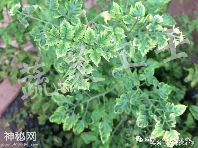 番茄满棚“黄化”，“缺素”还是“病毒”，分子检测大揭秘！-12.jpg