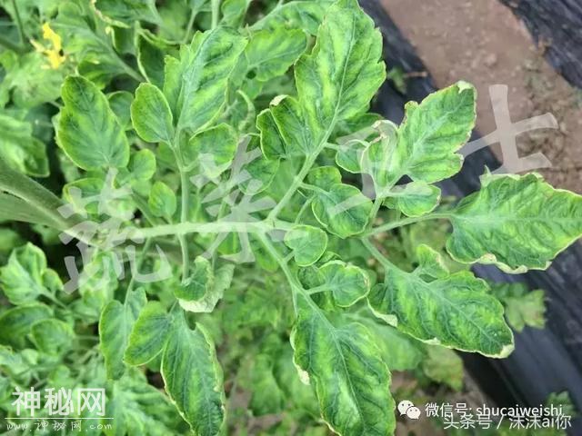 番茄满棚“黄化”，“缺素”还是“病毒”，分子检测大揭秘！-11.jpg