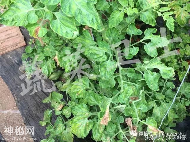 番茄满棚“黄化”，“缺素”还是“病毒”，分子检测大揭秘！-13.jpg