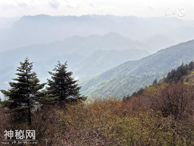 神农架——野人之谜-3.jpg
