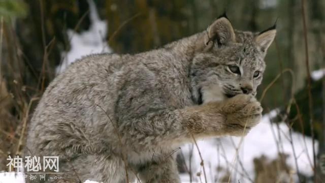 【图说纪录片】猫科动物-奇妙的动物家族 2-3.jpg