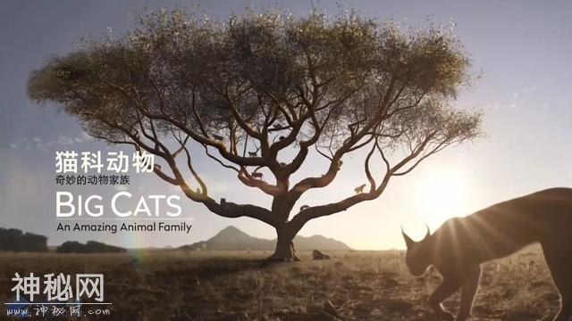【图说纪录片】猫科动物-奇妙的动物家族 2-1.jpg