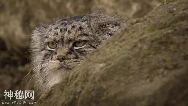 【图说纪录片】猫科动物-奇妙的动物家族 2-14.jpg