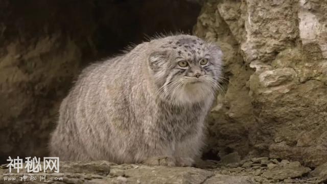 【图说纪录片】猫科动物-奇妙的动物家族 2-12.jpg