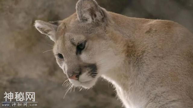 【图说纪录片】猫科动物-奇妙的动物家族 2-7.jpg