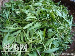 春季养生“吃芽菜”，这7种不可错过，每天吃一点，少生病更健康-6.jpg