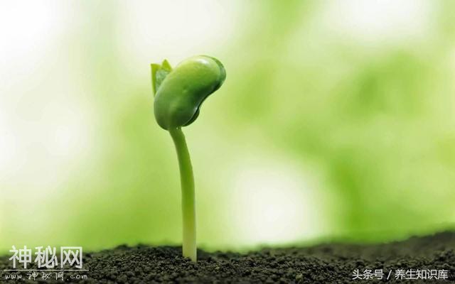 春季养生“吃芽菜”，这7种不可错过，每天吃一点，少生病更健康-1.jpg