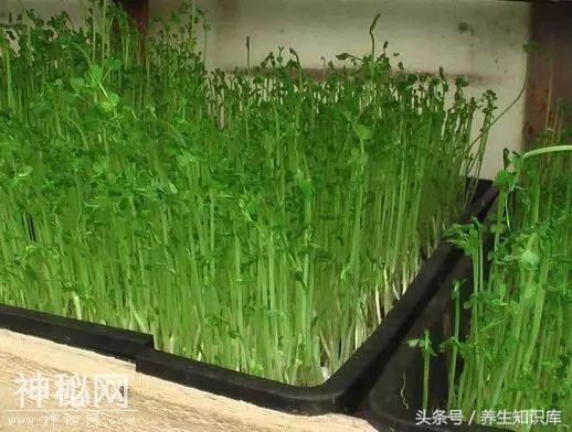 春季养生“吃芽菜”，这7种不可错过，每天吃一点，少生病更健康-9.jpg