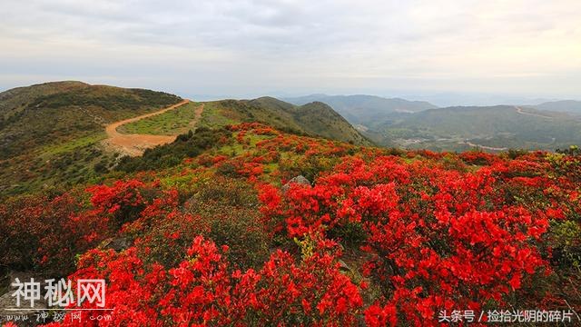 聆听｜夏秋水：《杜鹃花红秃子山》——朗诵：青山-5.jpg