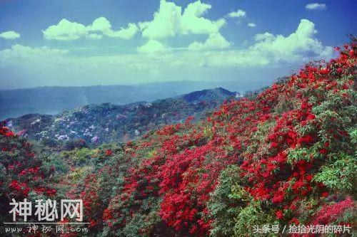 聆听｜夏秋水：《杜鹃花红秃子山》——朗诵：青山-6.jpg