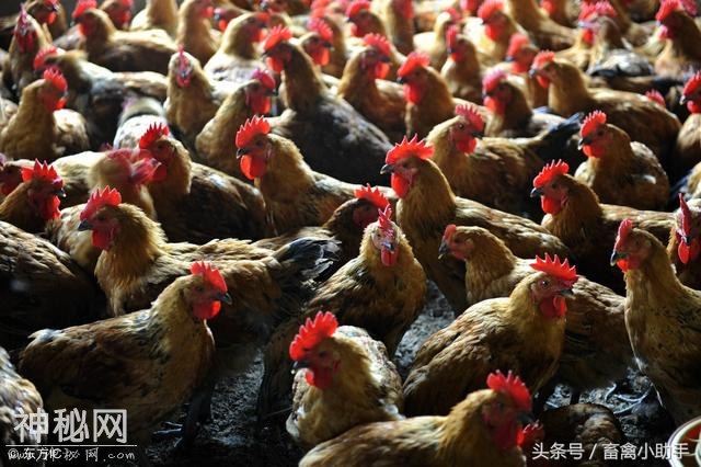 养鸡两大禁忌，结果在农村很常见-3.jpg