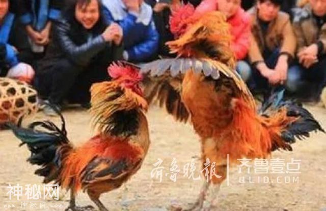 济宁又添一好去处，曲阜牡丹园15日邀您赏花、看民俗-2.jpg