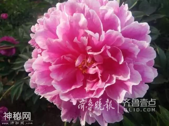 济宁又添一好去处，曲阜牡丹园15日邀您赏花、看民俗-1.jpg