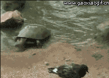 动物搞笑GIF:哥是你可以随便摸的吗 甩你一鼻子~~-2.jpg