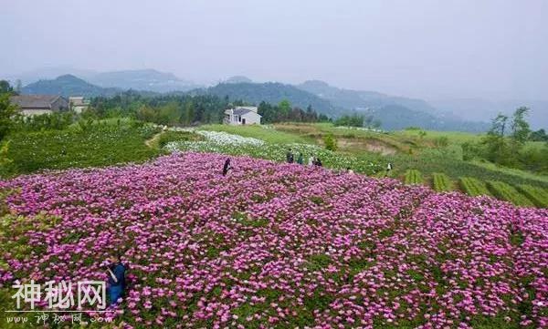 中江万亩芍药花已开，成都出发1.5h！不要门票全部免费看！-11.jpg