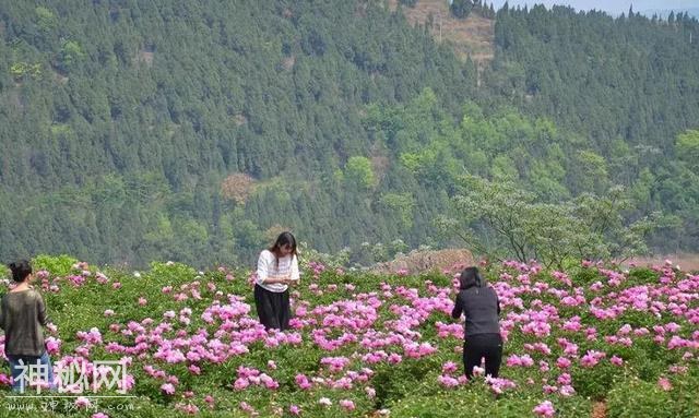 中江万亩芍药花已开，成都出发1.5h！不要门票全部免费看！-2.jpg