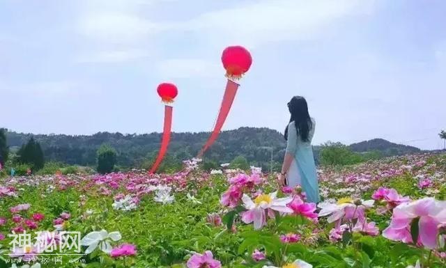 中江万亩芍药花已开，成都出发1.5h！不要门票全部免费看！-7.jpg