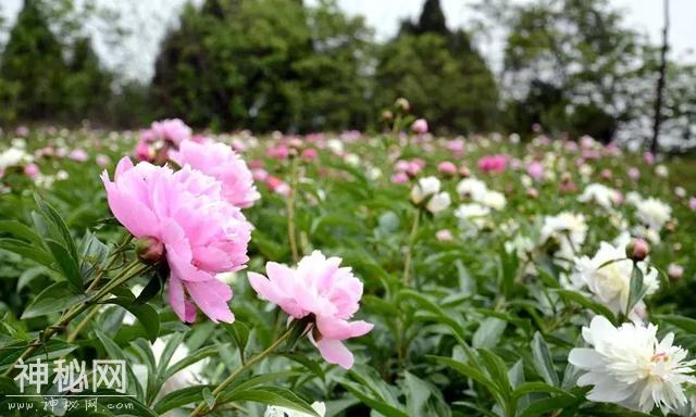 中江万亩芍药花已开，成都出发1.5h！不要门票全部免费看！-6.jpg