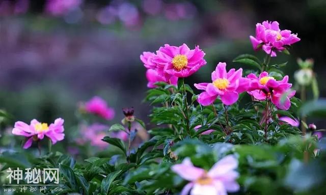中江万亩芍药花已开，成都出发1.5h！不要门票全部免费看！-5.jpg